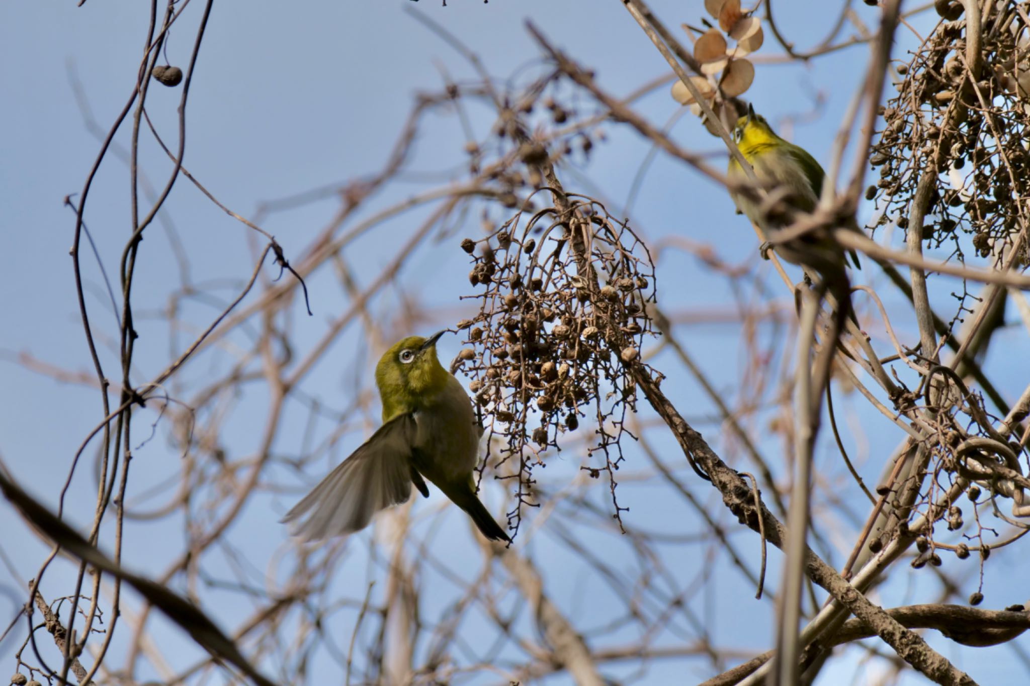 Photo of Warbling White-eye at 東浦自然環境学習の森(知多郡東浦町) by sana