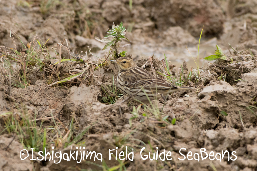 Red-throated Pipit