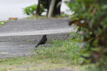 Chinese Blackbird Iriomote Island(Iriomotejima) Sat, 3/9/2024