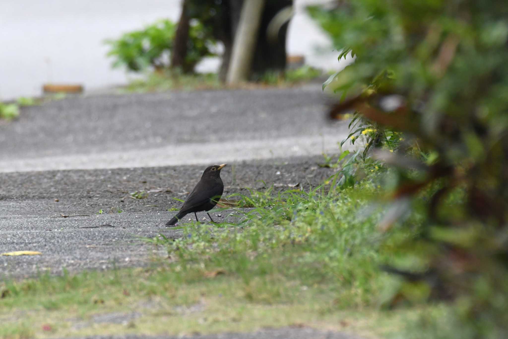 Photo of Chinese Blackbird at Iriomote Island(Iriomotejima) by 岸岡智也