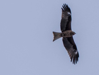 2024年3月9日(土) 真駒内公園の野鳥観察記録