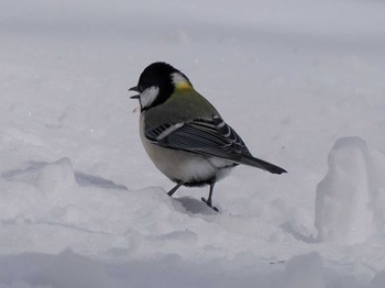 2024年3月9日(土) 左股川緑地(札幌市西区)の野鳥観察記録