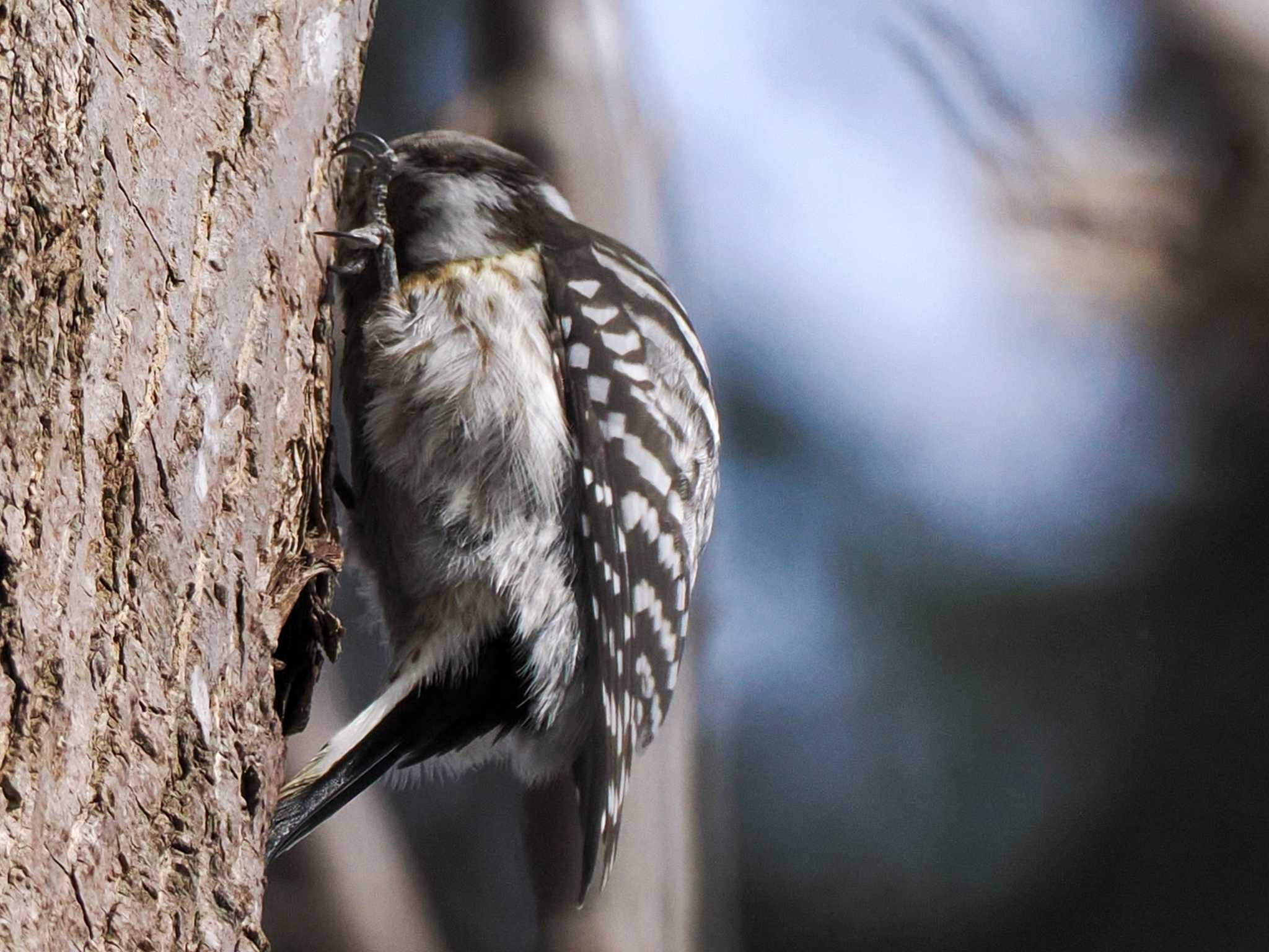 Japanese Pygmy Woodpecker(seebohmi)