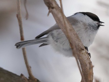 ハシブトガラ 左股川緑地(札幌市西区) 2024年3月9日(土)