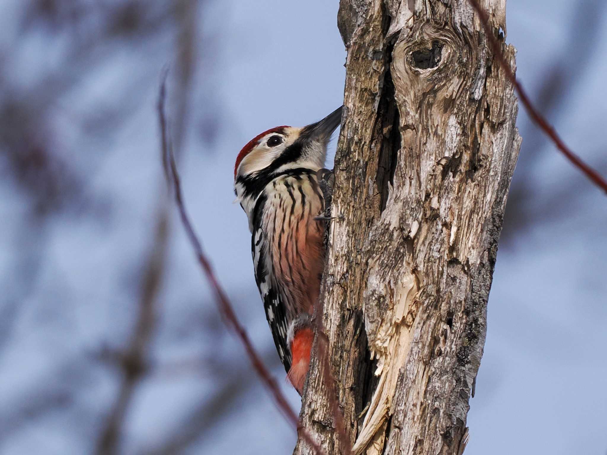 Photo of White-backed Woodpecker(subcirris) at Nishioka Park by 98_Ark (98ｱｰｸ)