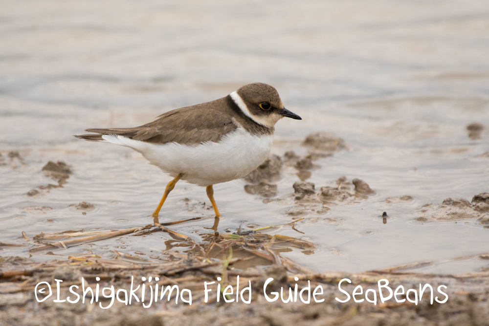 Photo of Little Ringed Plover at Ishigaki Island by 石垣島バードウオッチングガイドSeaBeans