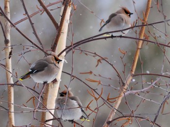 Bohemian Waxwing Makomanai Park Sat, 3/9/2024