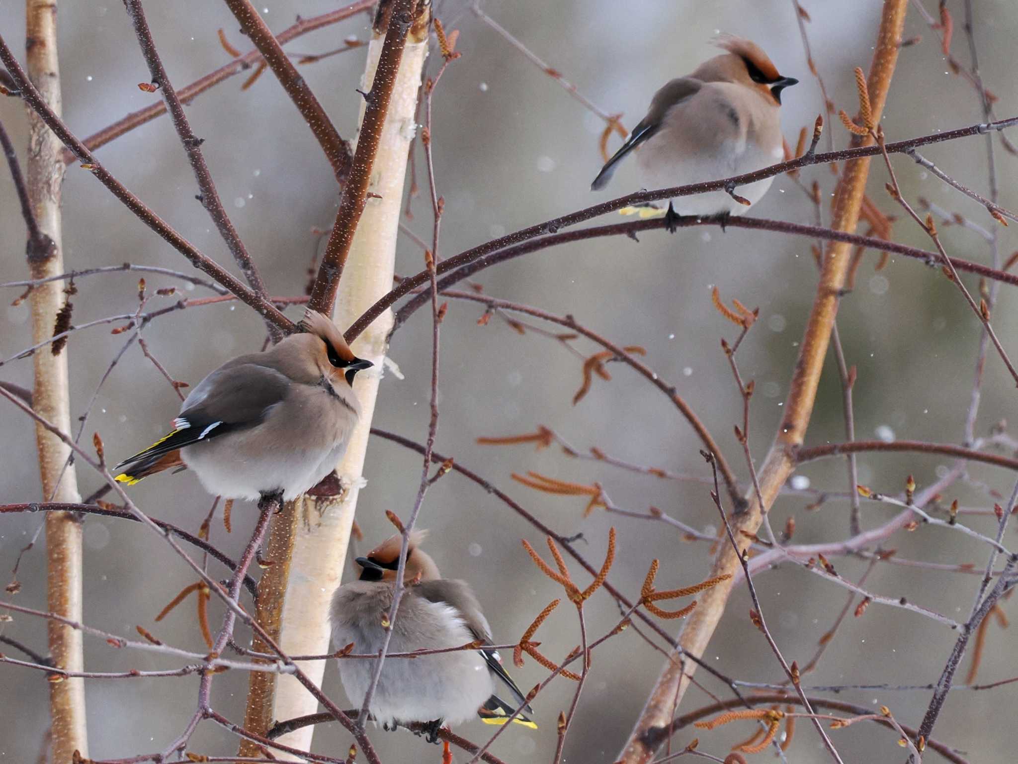 Bohemian Waxwing