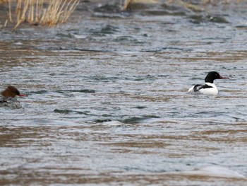 Common Merganser Makomanai Park Sat, 3/9/2024