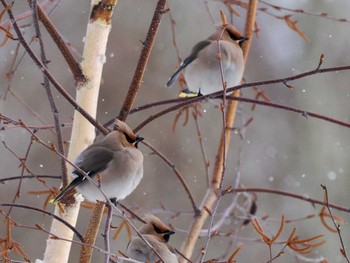 Bohemian Waxwing Makomanai Park Sat, 3/9/2024