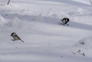 ハシブトガラ 左股川緑地(札幌市西区) 2024年3月9日(土)