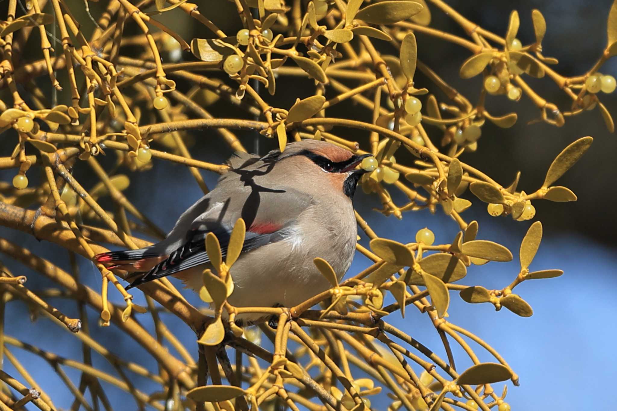 Photo of Japanese Waxwing at 大室公園 by kazu_in_