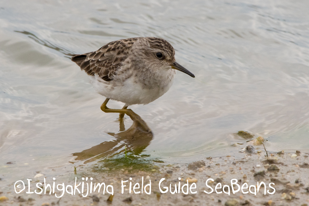 Long-toed Stint