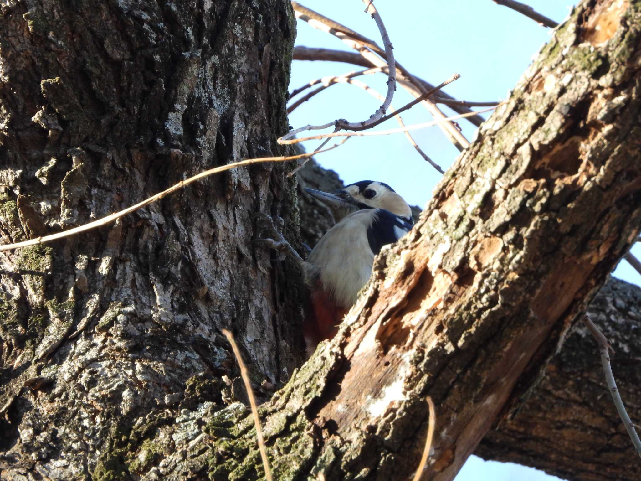 Great Spotted Woodpecker