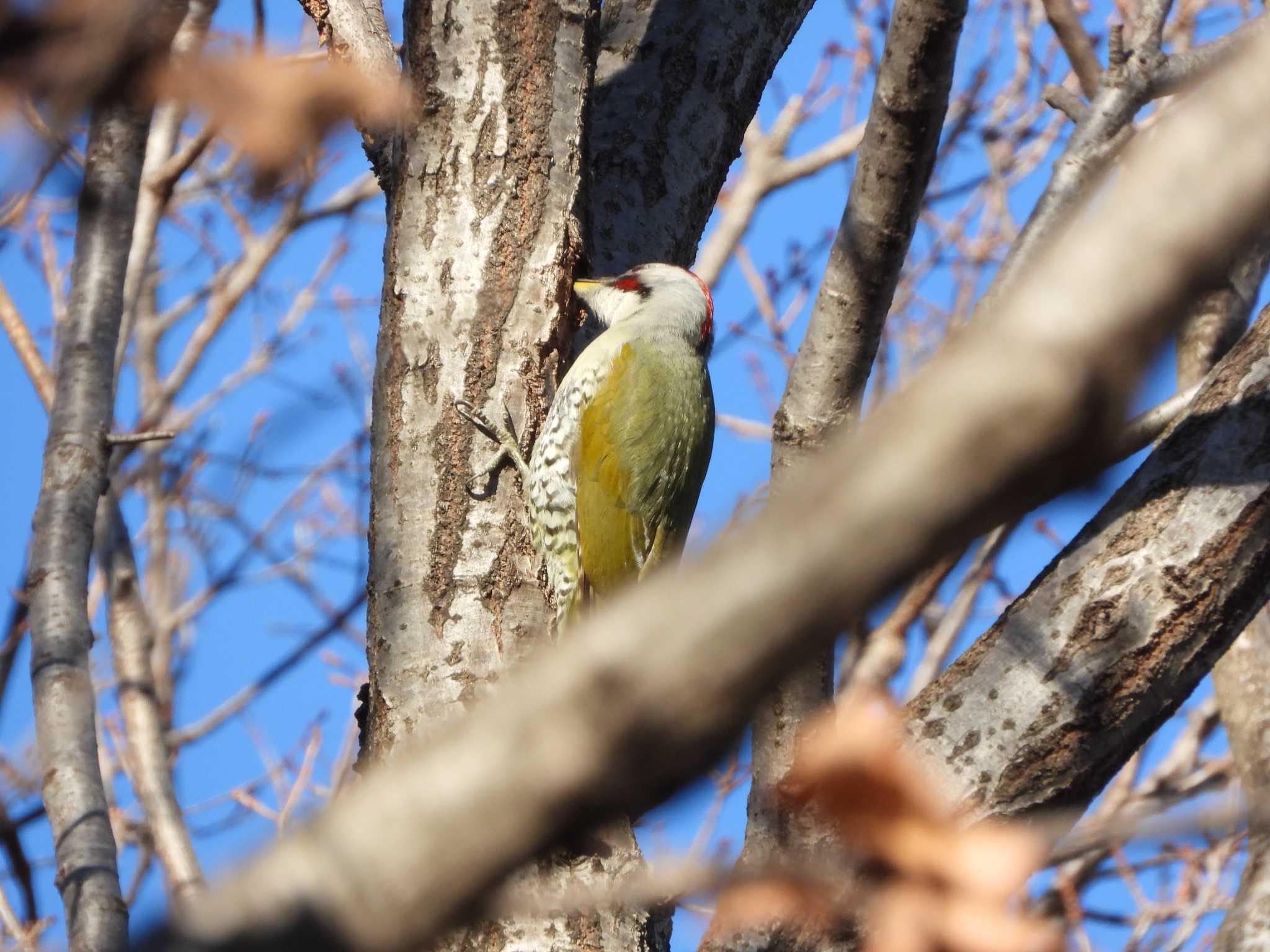 Japanese Green Woodpecker