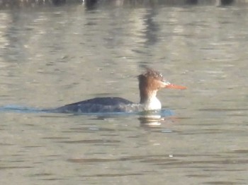 Red-breasted Merganser Sambanze Tideland Mon, 3/4/2024