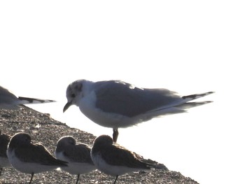 ズグロカモメ ふなばし三番瀬海浜公園 2024年3月4日(月)