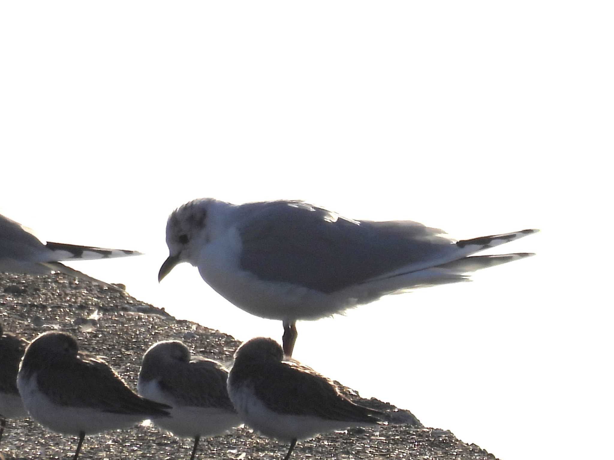 ふなばし三番瀬海浜公園 ズグロカモメの写真