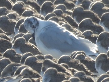 ズグロカモメ ふなばし三番瀬海浜公園 2024年3月4日(月)