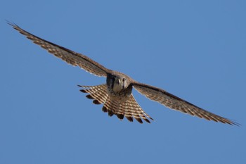 Common Kestrel 群馬県 Sun, 3/3/2024