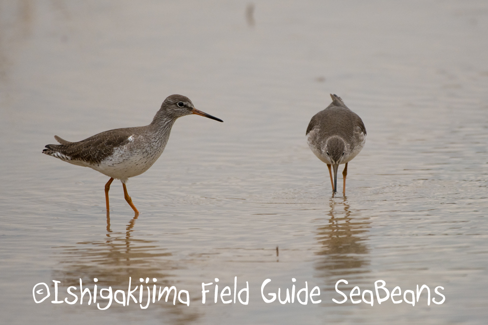 Photo of Common Redshank at Ishigaki Island by 石垣島バードウオッチングガイドSeaBeans