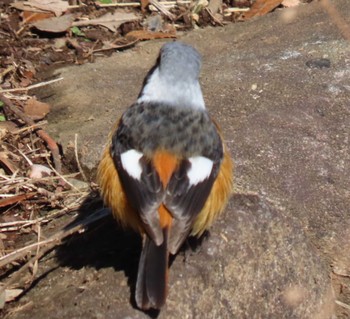 Daurian Redstart 北の丸公園 Sat, 3/9/2024