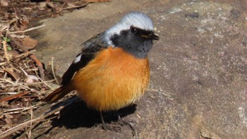 Daurian Redstart 北の丸公園 Sat, 3/9/2024