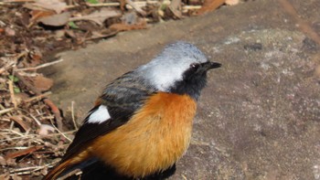 Daurian Redstart 北の丸公園 Sat, 3/9/2024