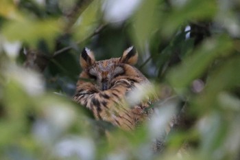 Long-eared Owl Watarase Yusuichi (Wetland) Sat, 3/2/2024