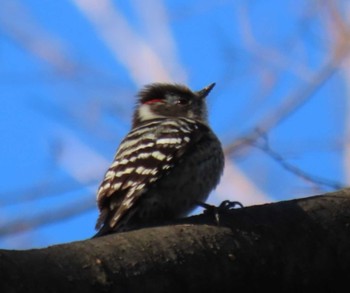 Japanese Pygmy Woodpecker 北の丸公園 Sat, 3/9/2024