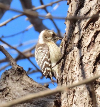 Japanese Pygmy Woodpecker 北の丸公園 Sat, 3/9/2024