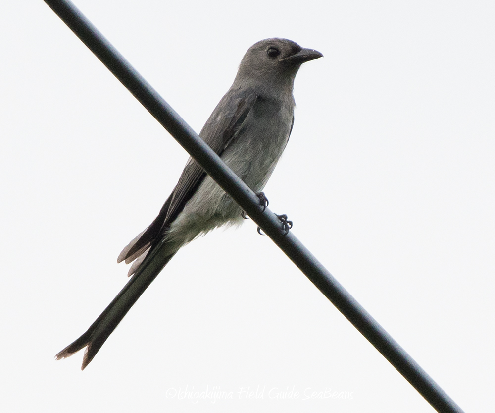 Photo of Ashy Drongo at Ishigaki Island by 石垣島バードウオッチングガイドSeaBeans