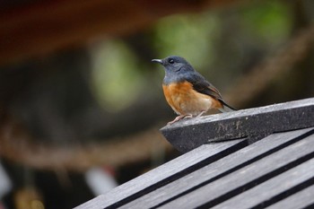 White-rumped Shama 嘉義公園(台湾) Sat, 1/20/2024