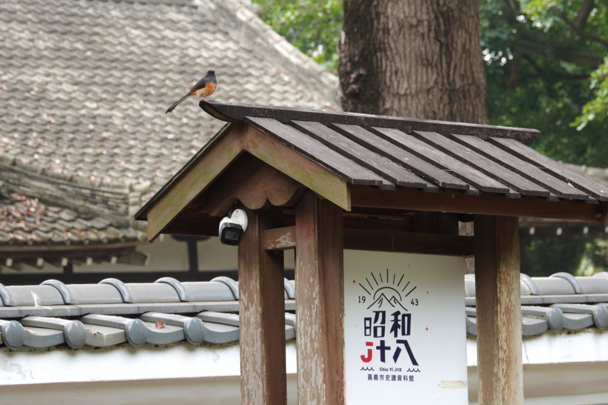 Photo of White-rumped Shama at 嘉義公園(台湾) by のどか