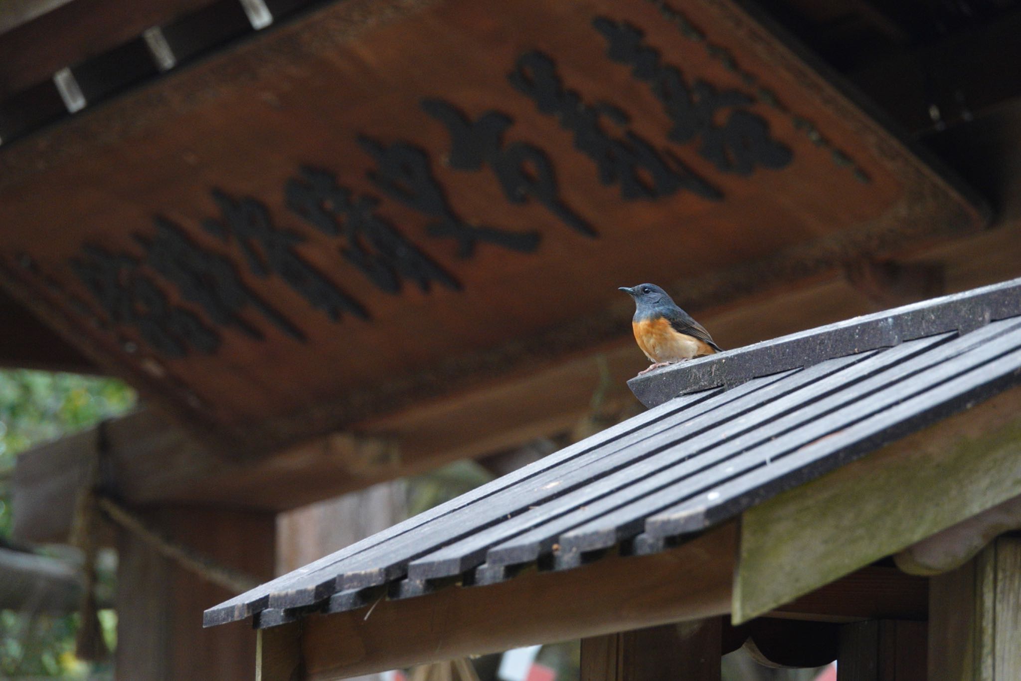 アカハラシキチョウ