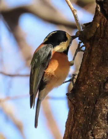 Varied Tit 北の丸公園 Sat, 3/9/2024