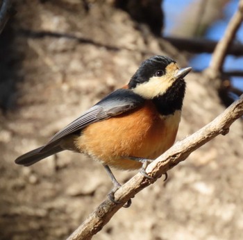 Varied Tit 北の丸公園 Sat, 3/9/2024