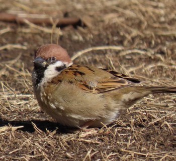 Eurasian Tree Sparrow 北の丸公園 Sat, 3/9/2024