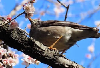 White-cheeked Starling 北の丸公園 Sat, 3/9/2024