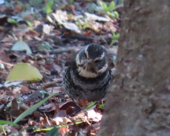 Dusky Thrush 北の丸公園 Sat, 3/9/2024