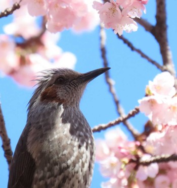 Brown-eared Bulbul Hibiya Park Sat, 3/9/2024