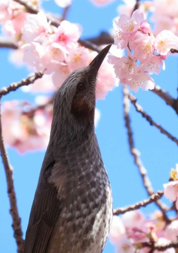 ヒヨドリ 日比谷公園 2024年3月9日(土)