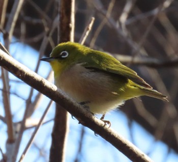 Warbling White-eye 北の丸公園 Sat, 3/9/2024