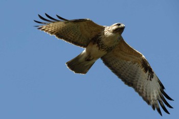 Eastern Buzzard 愛知県 Sun, 3/3/2024