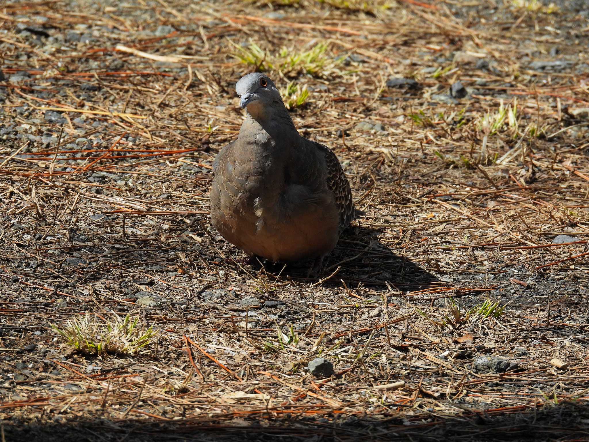 Photo of Oriental Turtle Dove at Maioka Park by ばくさん