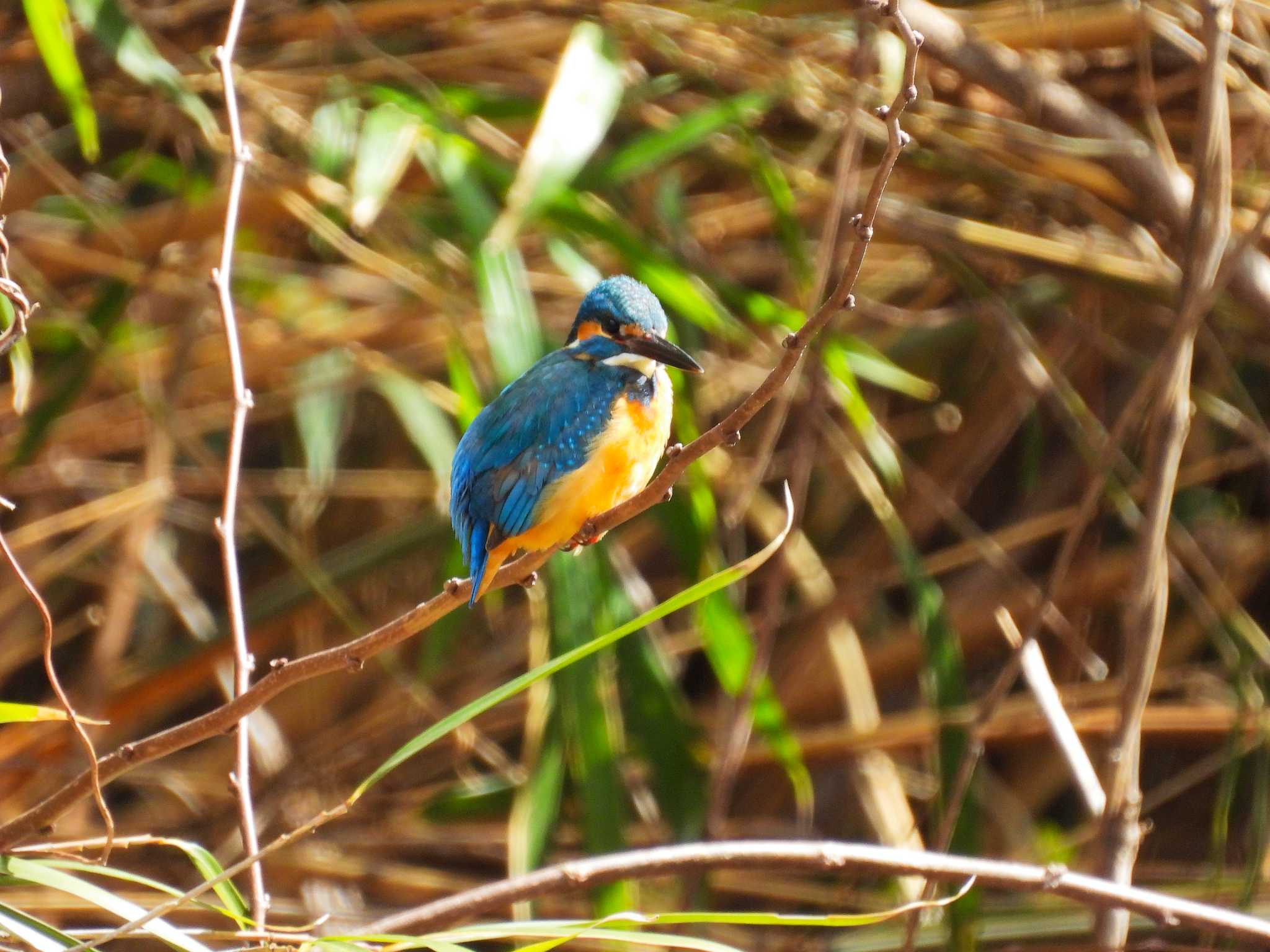 Photo of Common Kingfisher at Maioka Park by ばくさん