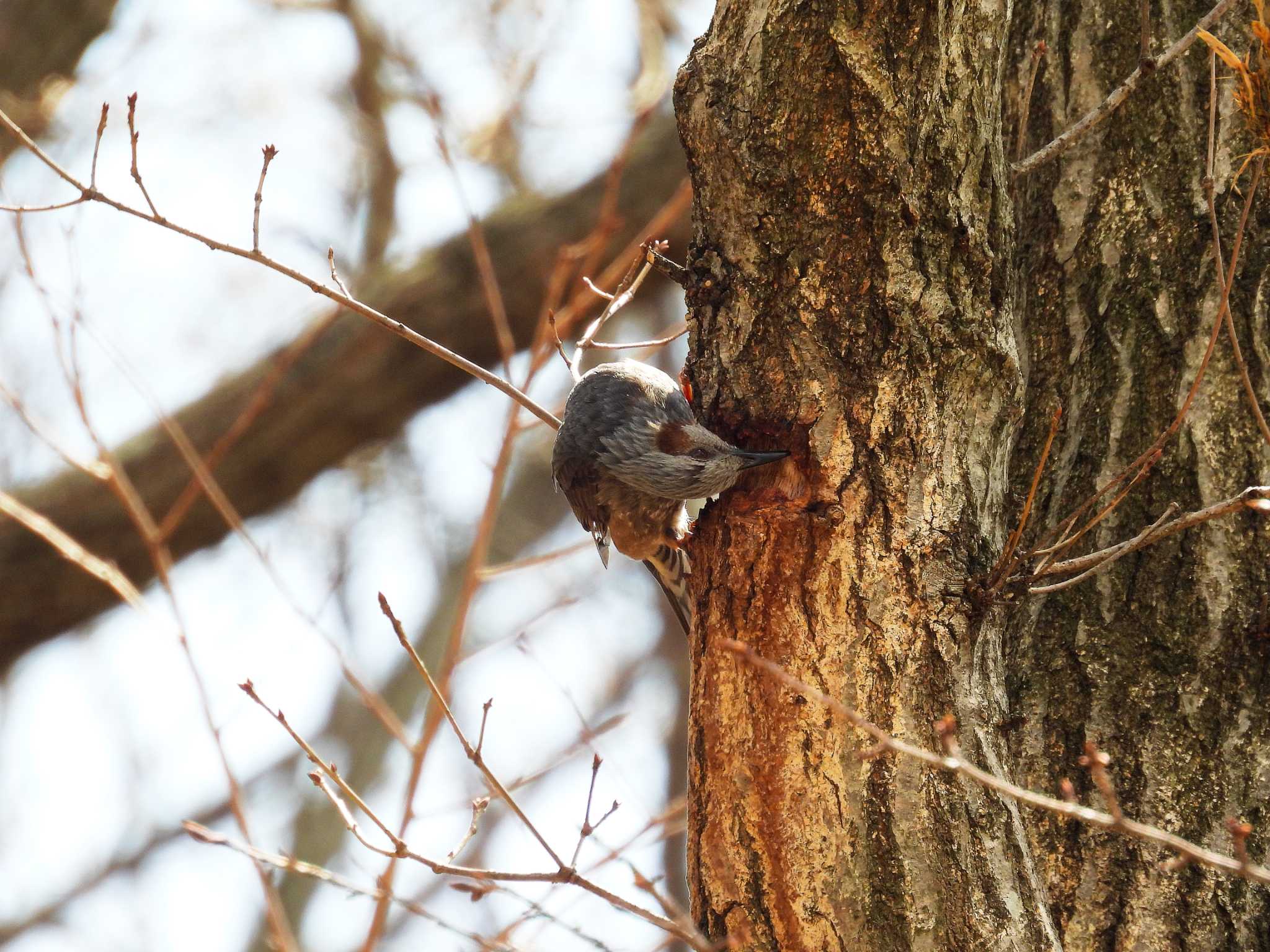 Brown-eared Bulbul