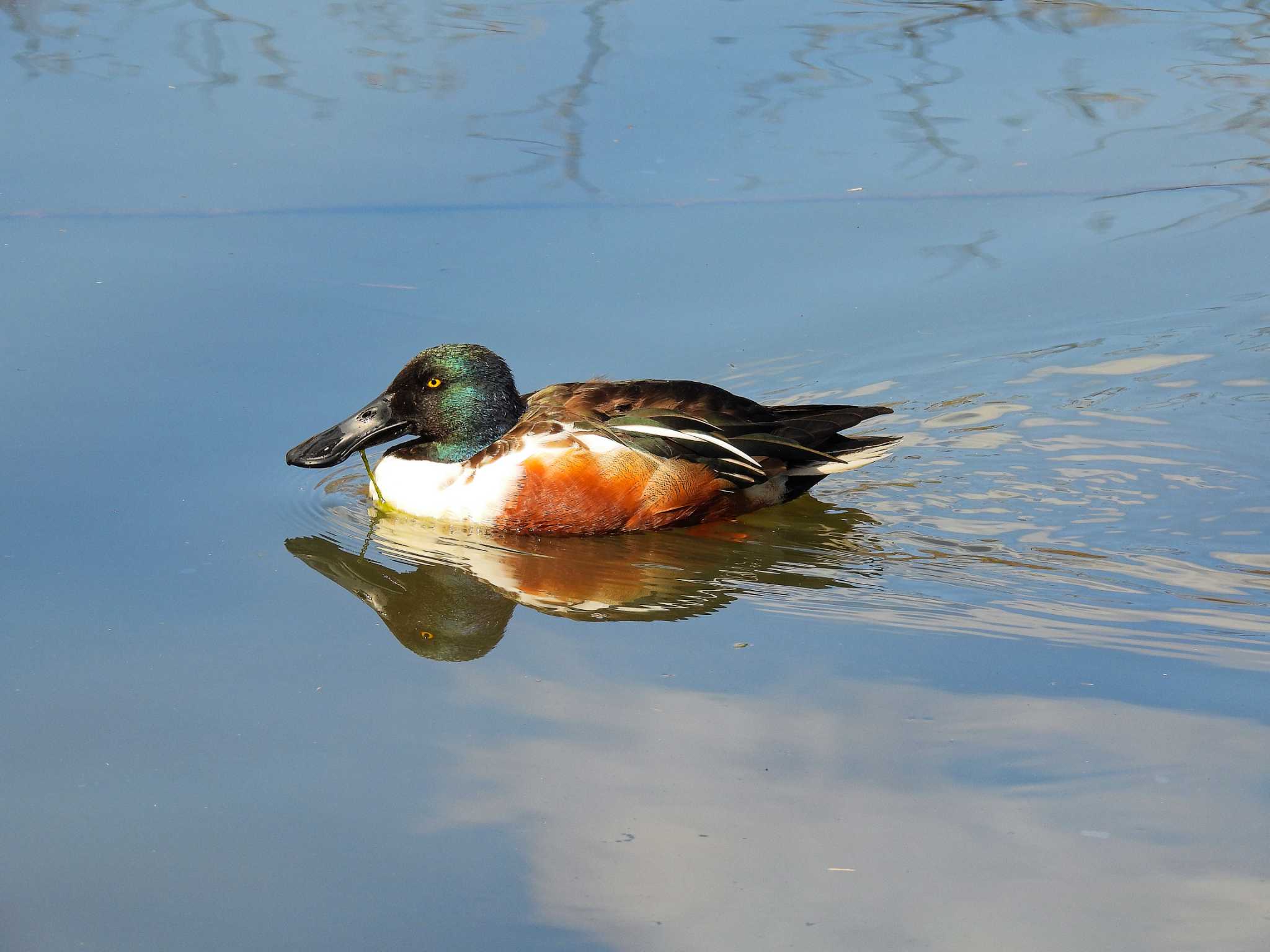 Northern Shoveler