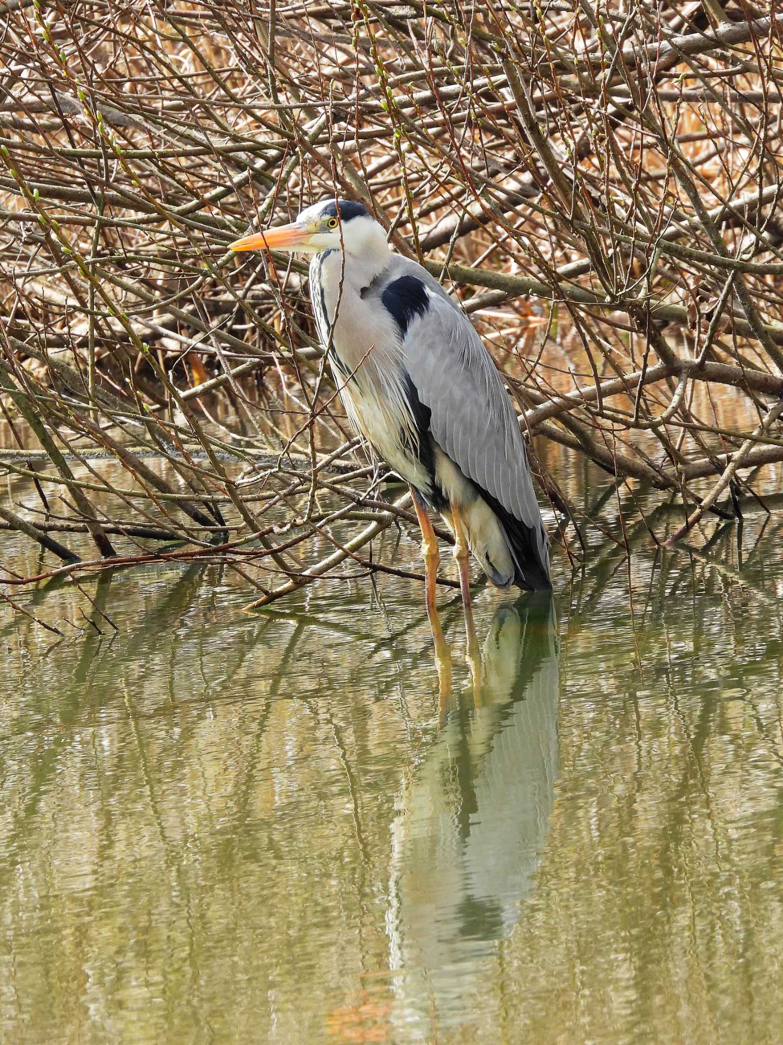 舞岡公園 アオサギの写真 by ばくさん