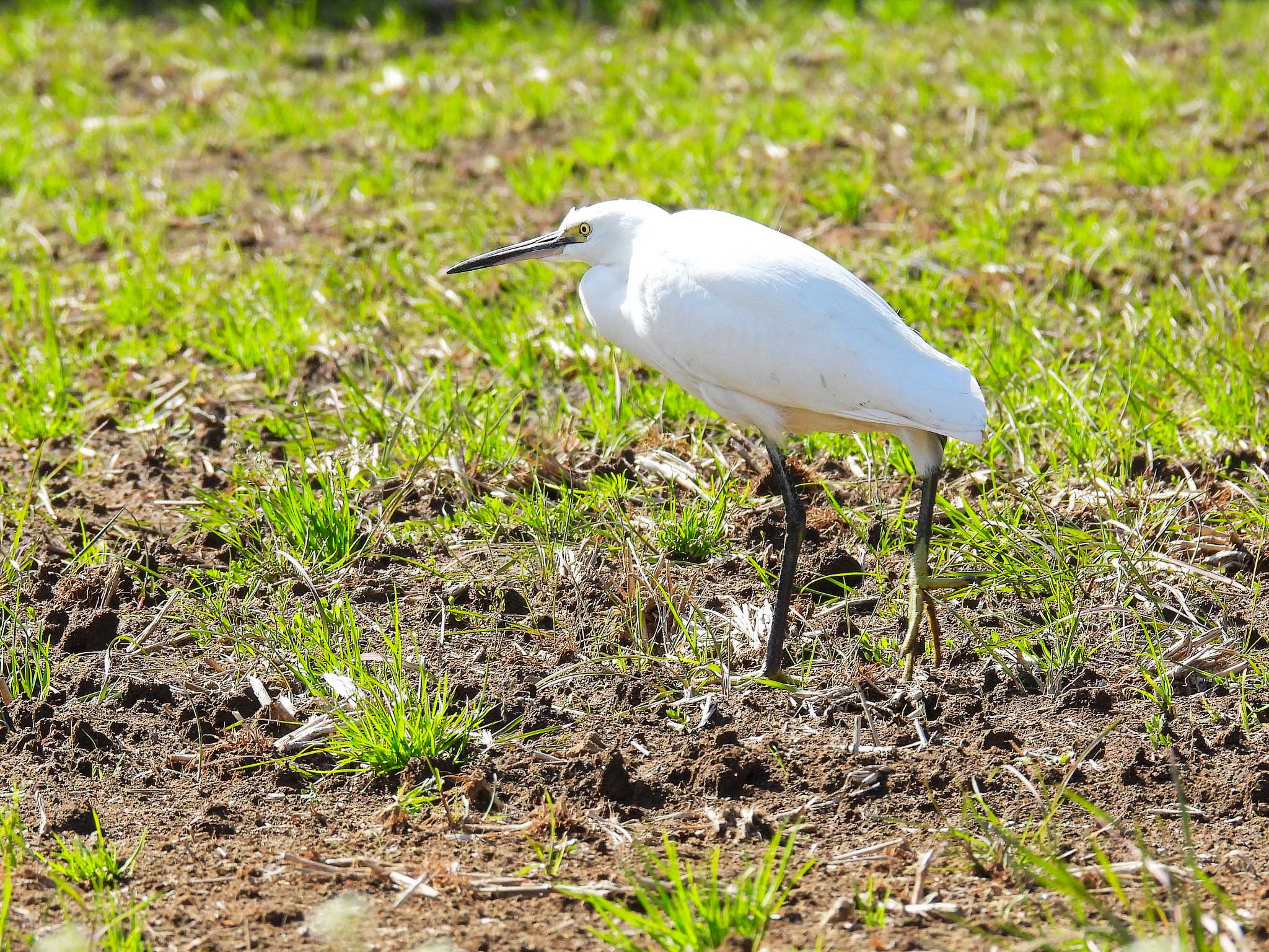 Photo of Little Egret at Maioka Park by ばくさん